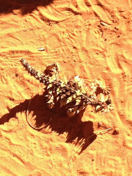 爬行动物图片下载