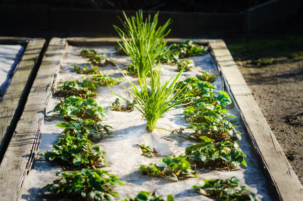 春季，有机花园中种植着草莓和新鲜的绿韭菜图片下载