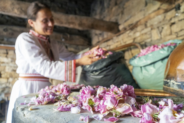 罗莎damascena。精油生产季节已到。著名的保加利亚玫瑰正盛开得如火如荼。图片下载