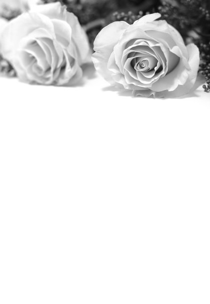 玫瑰在白色的背景上。黑白图片图片下载