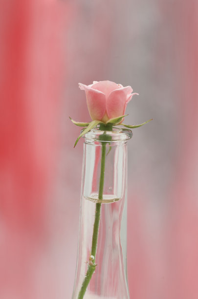 小粉红玫瑰变种图片下载