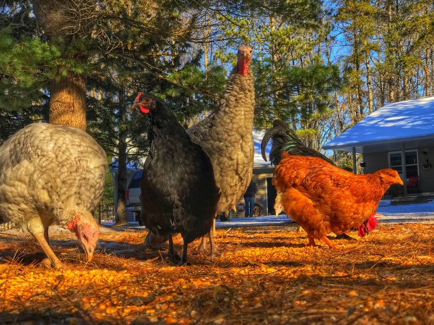 养鸡场图片下载