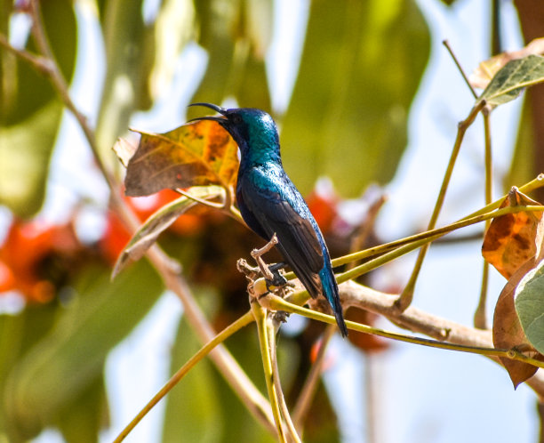 罗滕的太阳鸟(Cinnyris lotenius)-图片图片下载