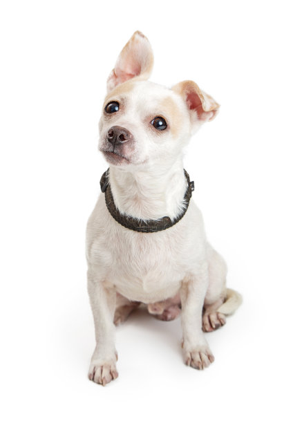 可爱好奇的小白狗图片下载