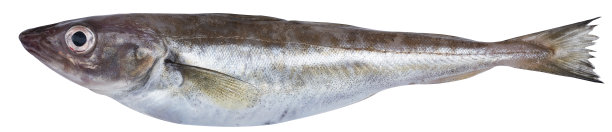 鳕鱼鱼图片下载