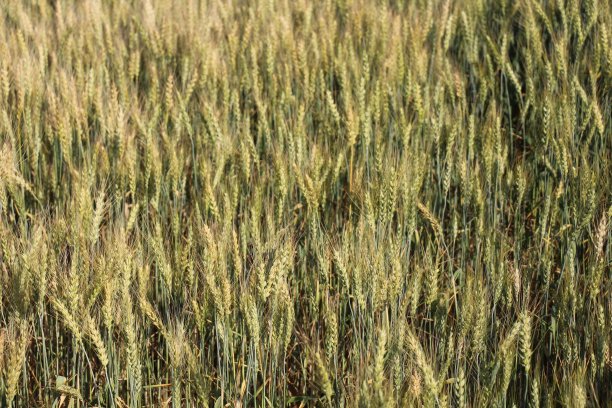 农作物图片下载