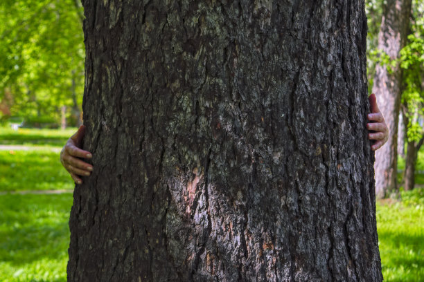 女人的手抱着一根粗壮的树干。双手拥抱树干的特写图片下载