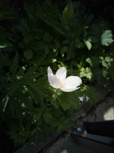 远离镜头的白花图片下载