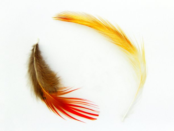 两个羽毛。图片下载