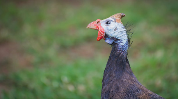 国内珍珠鸡的头图片下载