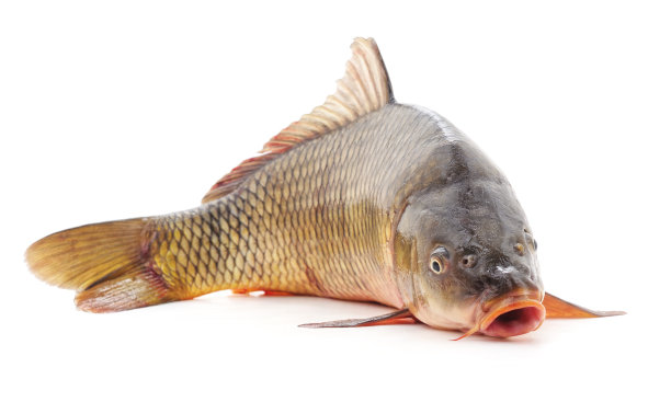 一个生鱼。图片下载