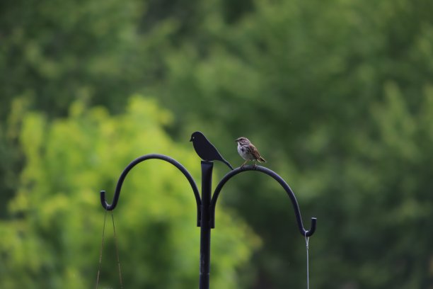 一个金属的，一个有羽毛的图片下载