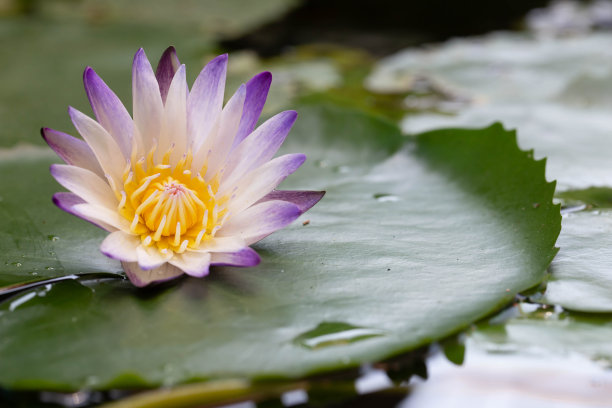 睡莲:睡莲的名字叫“紫悦”，它是荷叶上的一朵美丽的紫色莲花。图片下载