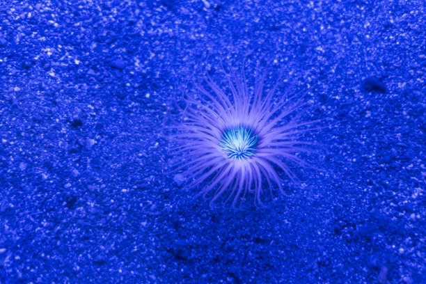 水族馆中发光的蓝色海葵图片下载