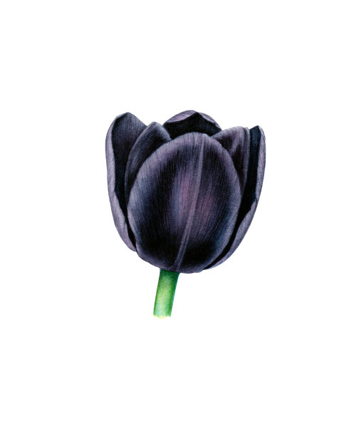 黑郁金香图片下载
