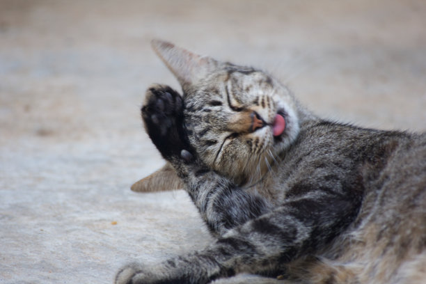 虎斑猫洗图片下载