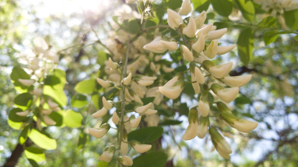 盛开的白相思映着天空，一缕阳光透过树叶图片下载