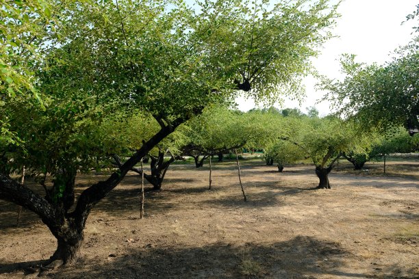 枣树的花园图片下载