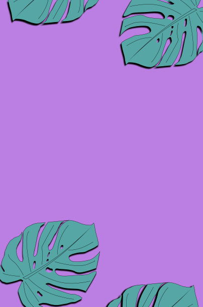 Monstera Deliciosa叶子纹理，一个大的常绿热带丛林棕榈叶与洞图案在紫色的背景图片下载