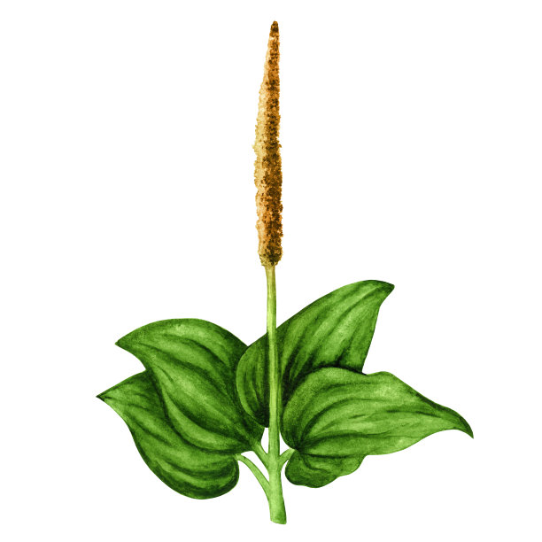 车前草。Plantago专业。水彩图片下载