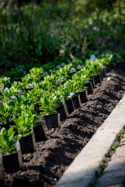 骨植物图片下载