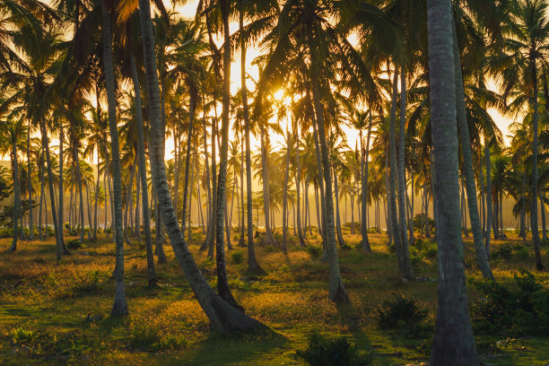 热带丛林中的日落图片下载