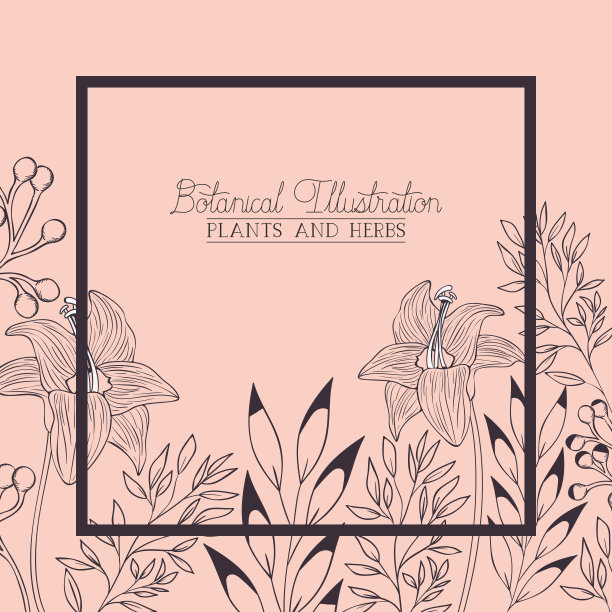 百合花装饰方框图片下载