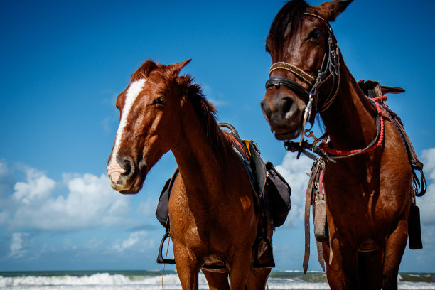 海滩和马图片下载