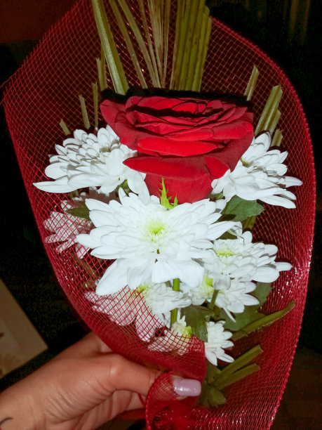 红玫瑰图片下载