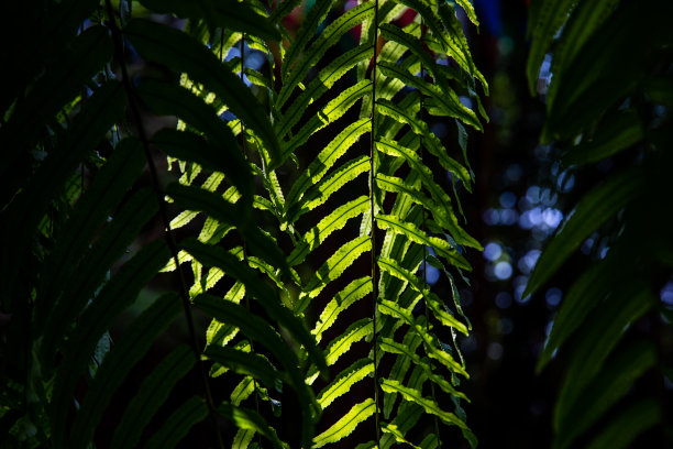 蕨类植物的叶子图片下载