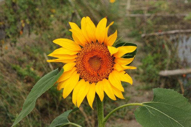 向日葵图片下载