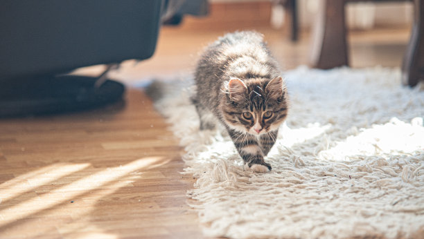 一只挪威森林猫在地毯上慢慢走着，偷偷靠近什么东西。图片下载