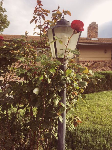 路灯和玫瑰在前院图片下载