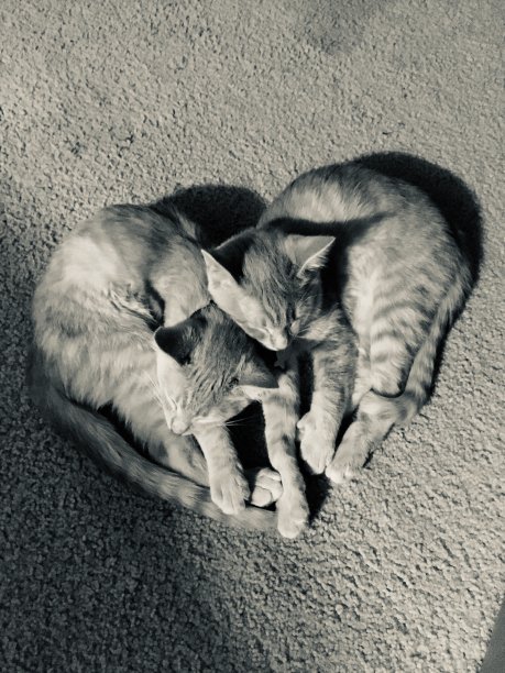 爱的小猫图片下载