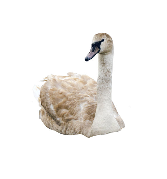 天鹅孤立在白色背景。美丽的白天鹅图片下载