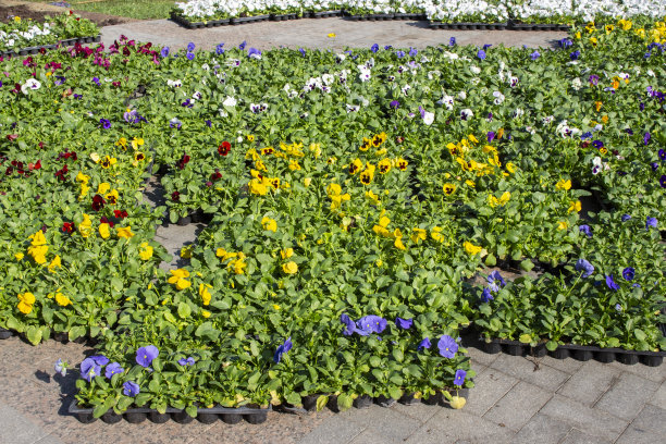 三色堇心旷神怡，游手好闲，装点着城市的花坛。园艺的城市图片下载