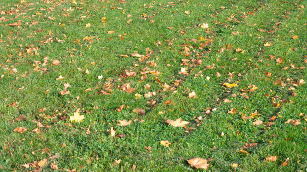 草地上黄色的枫叶图片下载