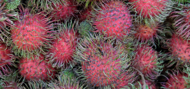 以大量红毛丹为背景。不寻常的热带水果。图片下载