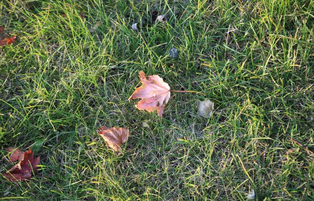 草地上黄色的枫叶图片下载