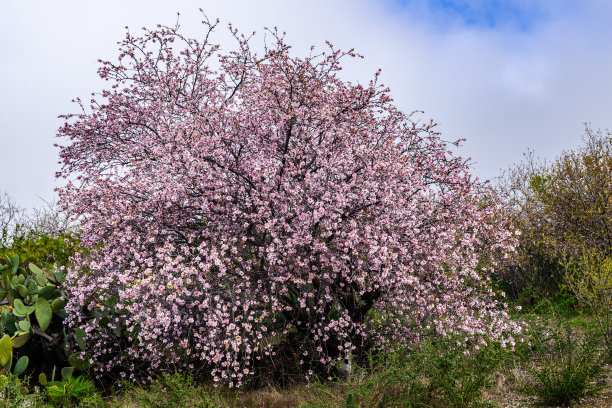 杏仁树图片下载