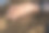 老人的手正在采摘稻种图片下载