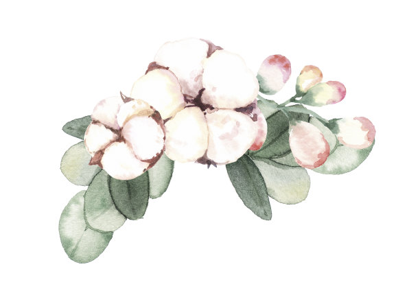 水彩手绘插花与棉花花插图在白色的背景素材图片