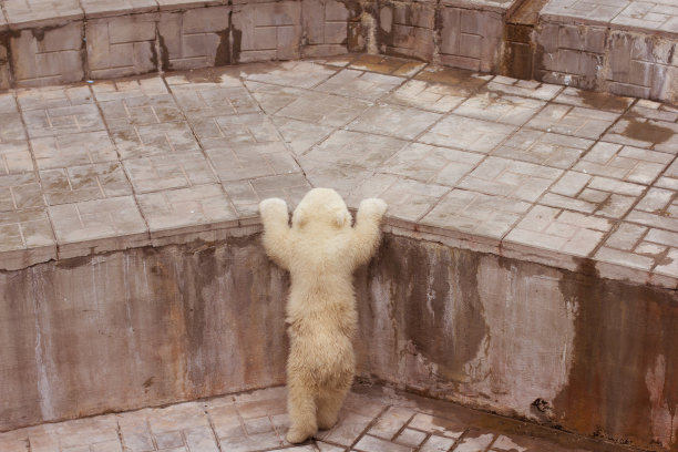 带着幼崽的北极熊一家。图片下载