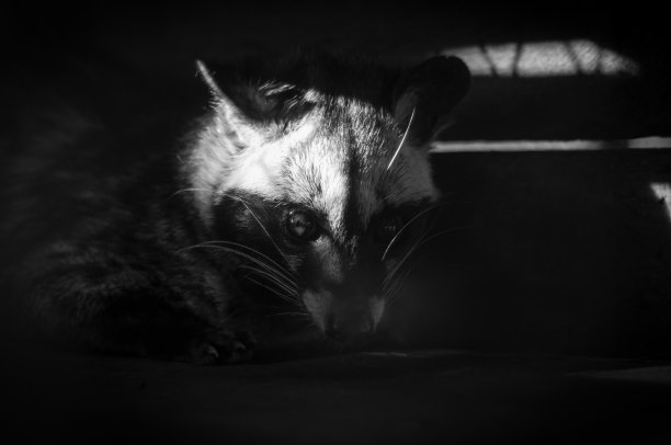 常见的椰子猫图片下载