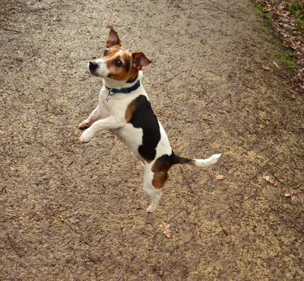 狗高兴得跳起来图片下载