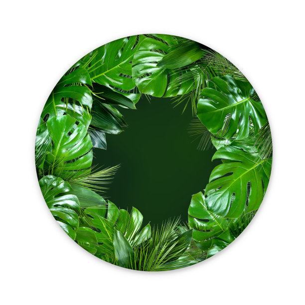 热带植物的叶子呈圆形，白色背景上有空白的绿色中心图片下载