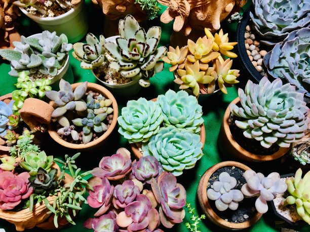 花园局部植物图片下载