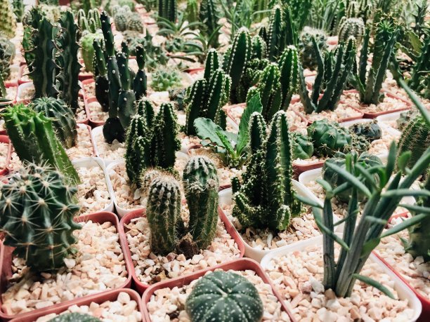 花园局部植物图片下载