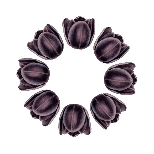 黑色郁金香简单的花环在白色的背景图片下载