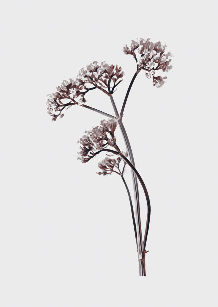 草甸花卉植物模板艺术。图片下载